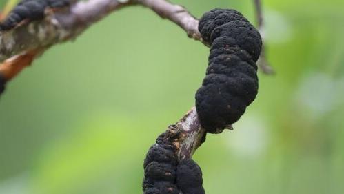 Sarah Browning: Battling black knot in fruit trees